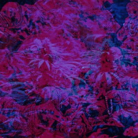 Opium Warlock : Buddha's Dealer